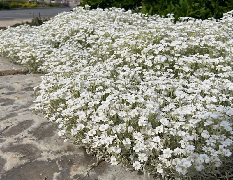 Cerastium