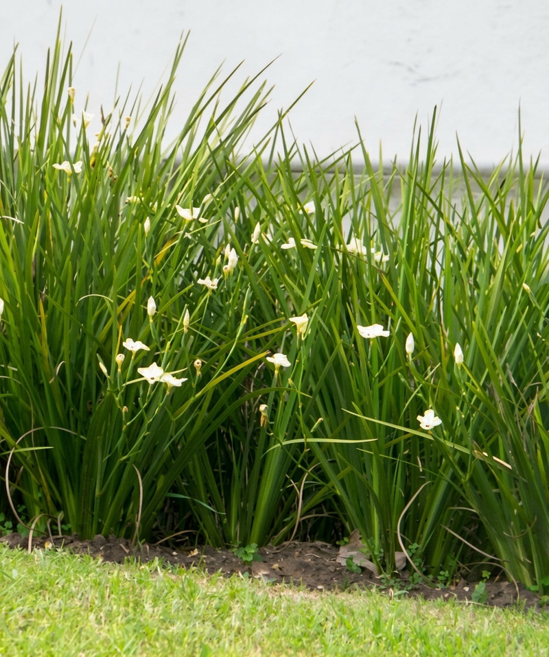 Dietes