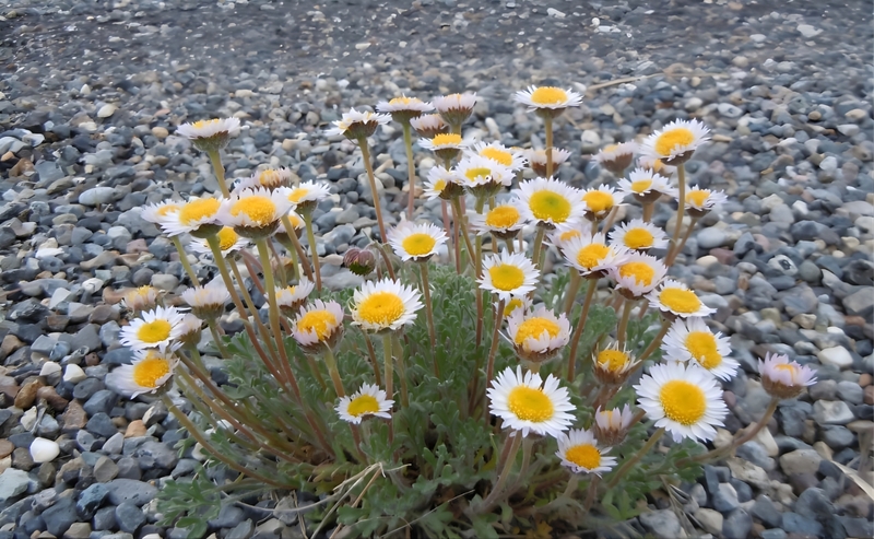 Erigeron