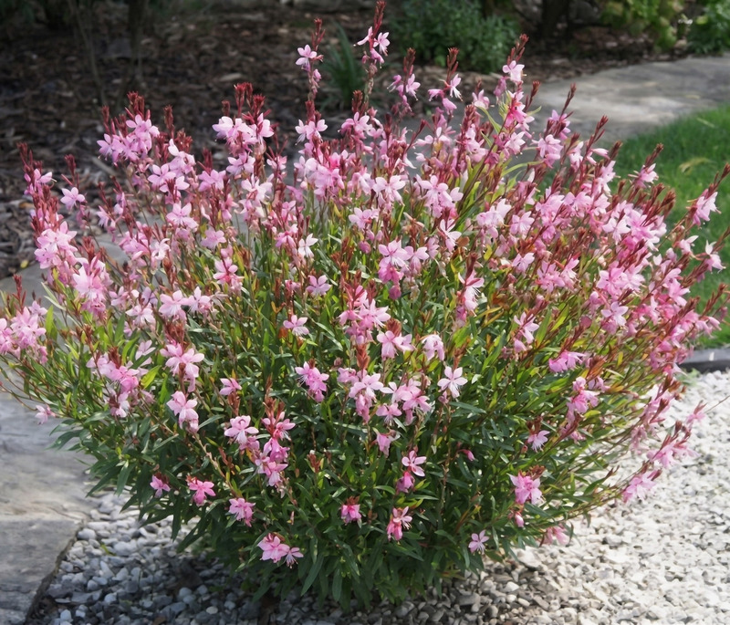 Gaura