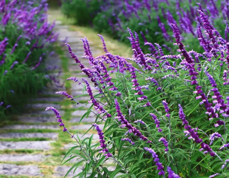 Salvia