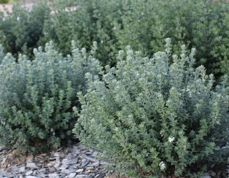 Westringia